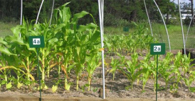 Both plots of corn were planted at the same time in identical soil, except that the corn at left grew from soil fed with extra carbon as biochar.