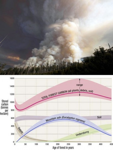 TOP This smoke plume, from a 100-hectare coupe in the Weld Valley about 10 days ago, contained about 20,000 tonnes of carbon, based on Forestry Tasmania research on carbon lost in regeneration burning at a site close by in 2001. BOTTOM This ANU graph by forest scientist Christopher Dean and others shows how carbon accumulates in a mature Eucalyptus regnans forest, reaching its peak, between 1100 and 1600 tonnes of carbon per hectare, after around 300 years. Less than half is taken for pulpwood or sawlog, and of that, less than five per cent of the carbon ends up in durable wood products. After a burn-off, only tree roots and some soil carbon remains. The rest is up in the air.