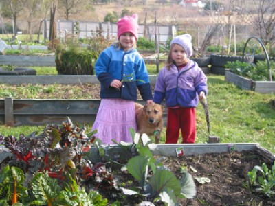 Community produce gardens established with official support and maintained by local groups have great potential as a response to food supply problems. (Photo Miriam Herzfeld)