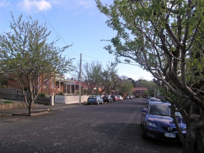 STREET FOOD: Almond trees in Greenlands Avenue, Sandy Bay, planted in the 1980s by the Hobart City Council