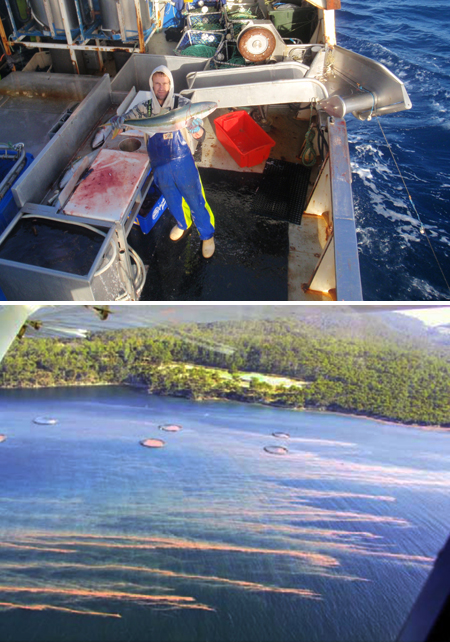 Gerald Knight, deck-hand aboard <em>Diana</em> (Mure’s Fishing) in Bass Strait, holds a yellowtail kingfish, normally found off NSW; BOTTOM red algal blooms in Parsons Bay, Tasman Peninsula. PHOTOS Will Mure (top), Judi Marshall and Gustaaf Hallegraeff