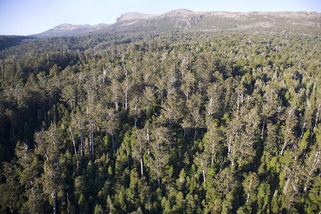 Mature forest in Tasmania’s Weld Valley. Photo Rob Blakers
