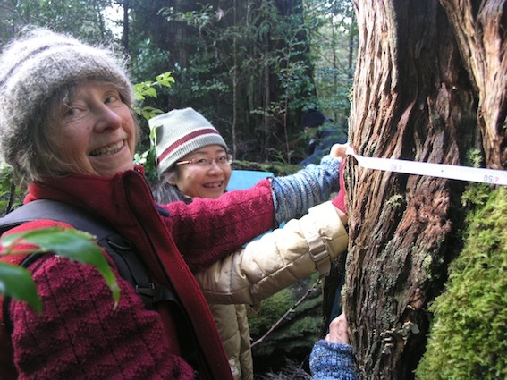 Volunteers Gill Gravel (left) and Ping Kuang take a breast-height measurement of a forest giant in the Florentine Valley as part of the Wilderness Society’s carbon assessment program.