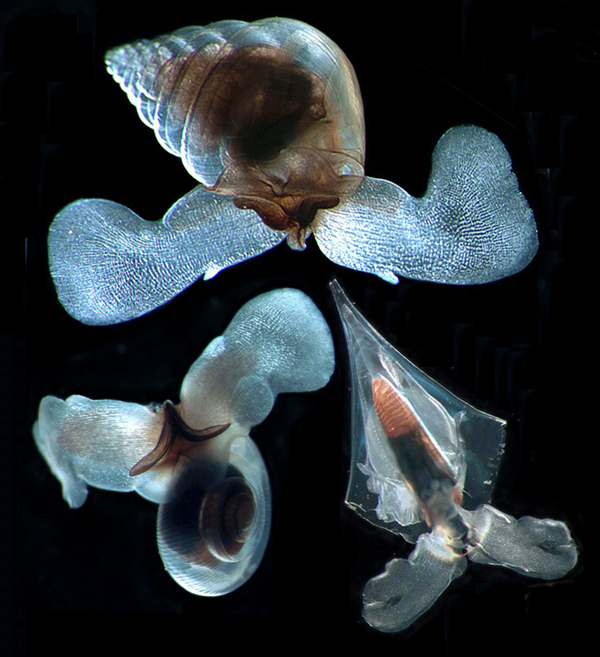 Three species of pteropods, a pea-sized animal from waters south of Tasmania which will be seriously affected by rising ocean acidity. PHOTO RUSS HOPCROFT