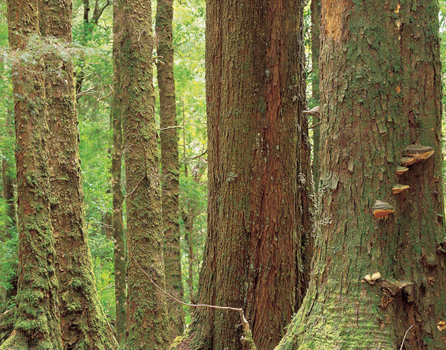 Financial reward is in prospect for retaining forests as living carbon stores. PHOTO ROB BLAKERS