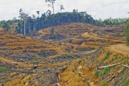 Clearfelled forest in Indonesia. Australia's carbon pricing scheme aims to limit our own abatement by paying for abatement measures in other countries, such as “avoided deforestation” in Indonesia. PHOTO CHINA DAILY