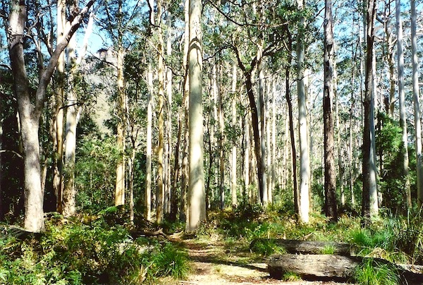 NSW blue gums (Eucalyptus deanei), Blue Mountains. PHOTO Peter Woodard