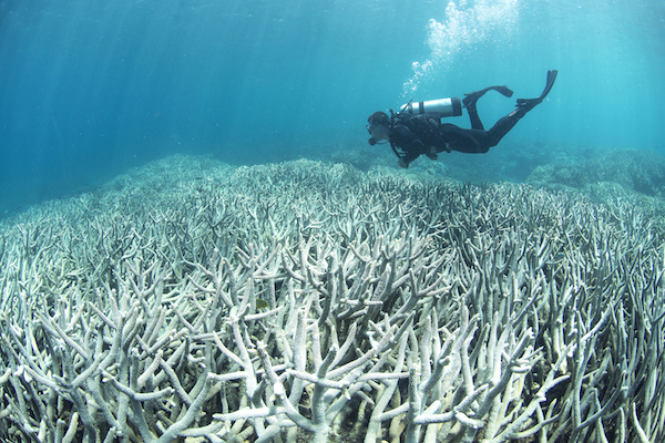 CAPTION: Coral bleaching off Heron Island, near the southernmost point of the Great Barrier Reef, in February this year. PHOTO XL Catlin Seaview Survey