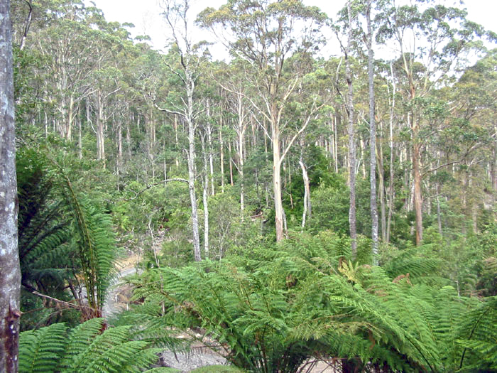 Forest near Blue Tier in NE Tasmania,  part of Tasmania’s “future potential production forest” (FPPF) which could benefit from carbon credits. PHOTO Otway Ranges Environmental Group.