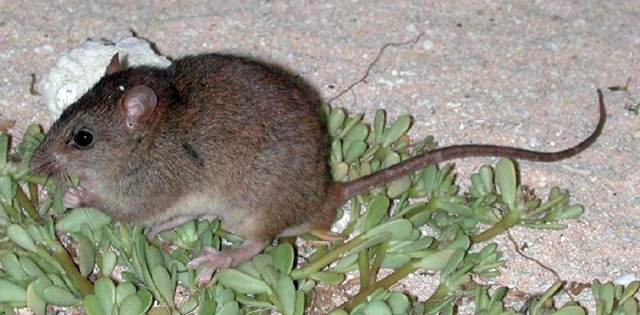 A Bramble Cay melomys. PHOTO Queensland Government